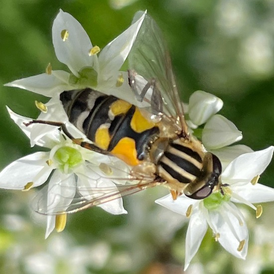 Große Sumpfschwebfliege: Tier im Habitat Garten in der NatureSpots App