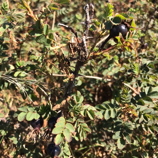 Bibernell-Rose: Pflanze im Habitat Düne in der NatureSpots App