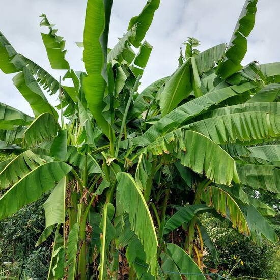 Bananen: Pflanze im Habitat Garten in der NatureSpots App