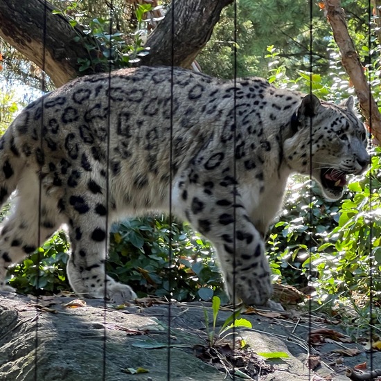 Schneeleopard: Tier im Habitat Zoo/Gehege in der NatureSpots App