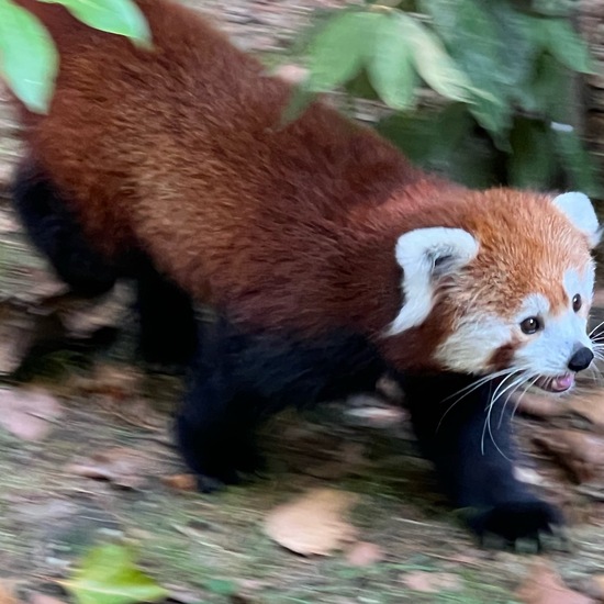 Styans Kleiner Panda: Tier im Habitat Zoo/Gehege in der NatureSpots App