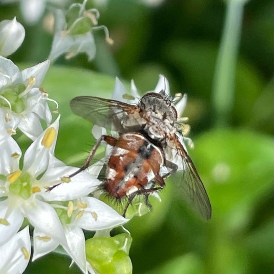 Linnaemya vulpina: Tier im Habitat Garten in der NatureSpots App