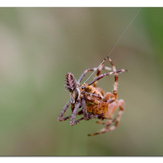 Gartenkreuzspinne: Tier im Habitat Park in der NatureSpots App