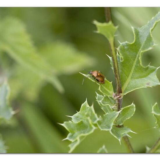 Deraeocoris ruber: Tier im Habitat Halb-natürliches Grasland in der NatureSpots App