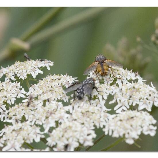 Eine unbekannte Art: Tier in der Natur in der NatureSpots App