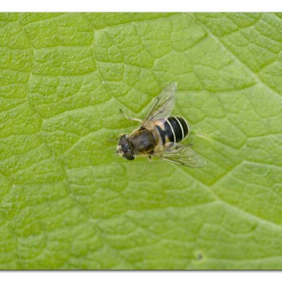 Eristalis nemorum: Tier im Habitat Halb-natürliches Grasland in der NatureSpots App