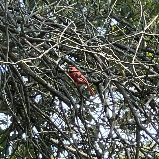 Rotkardinal: Tier im Habitat Anderes Grasland/Busch-Habitat in der NatureSpots App