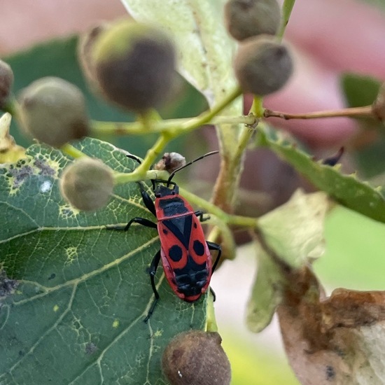 Gemeine Feuerwanze: Tier im Habitat Park in der NatureSpots App