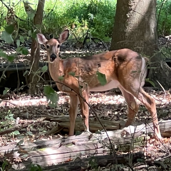 Weißwedelhirsch: Tier im Habitat Habitat manuell eingeben in der NatureSpots App