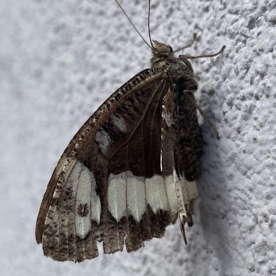 Weißer Waldportier: Tier im Habitat Garten in der NatureSpots App