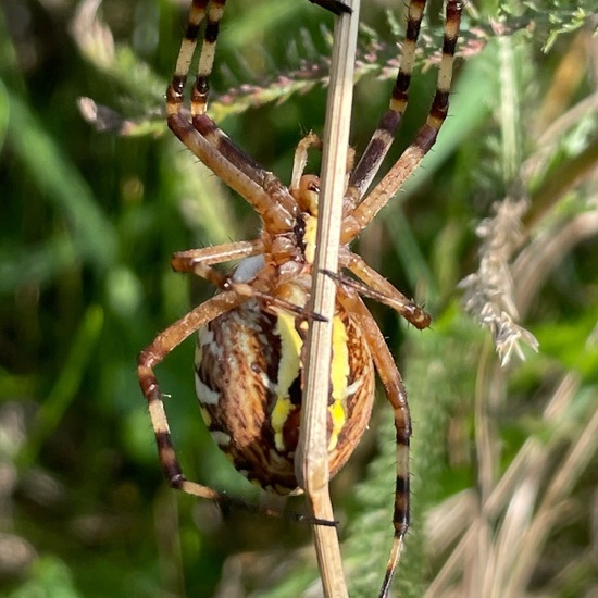 Wespenspinne: Tier im Habitat Garten in der NatureSpots App