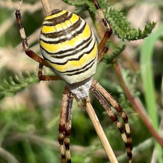 Wespenspinne: Tier im Habitat Garten in der NatureSpots App