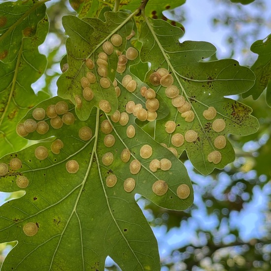 Neuroterus quercusbaccarum: Tier im Habitat Park in der NatureSpots App