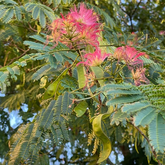 Seidenbaum: Pflanze im Habitat Garten in der NatureSpots App