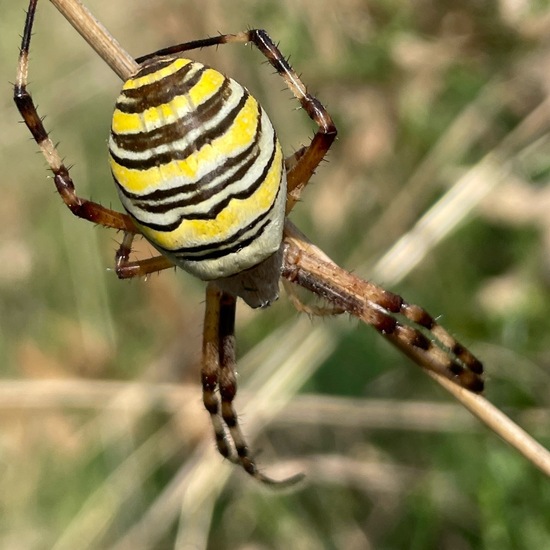 Wespenspinne: Tier im Habitat Garten in der NatureSpots App