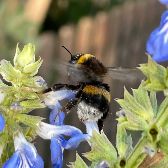 Hummeln: Tier im Habitat Garten in der NatureSpots App