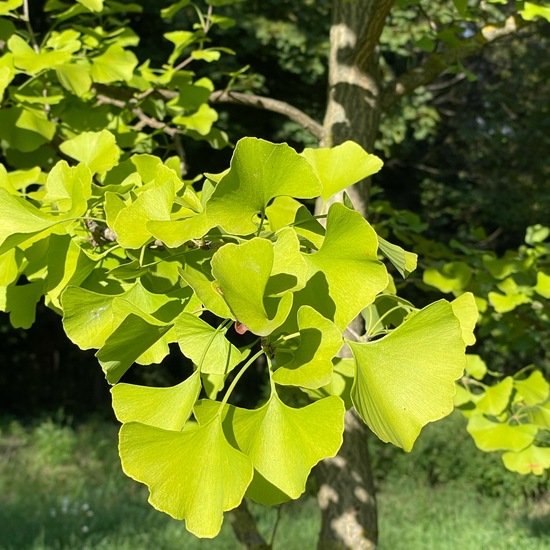 Ginkgo: Pflanze im Habitat Park in der NatureSpots App