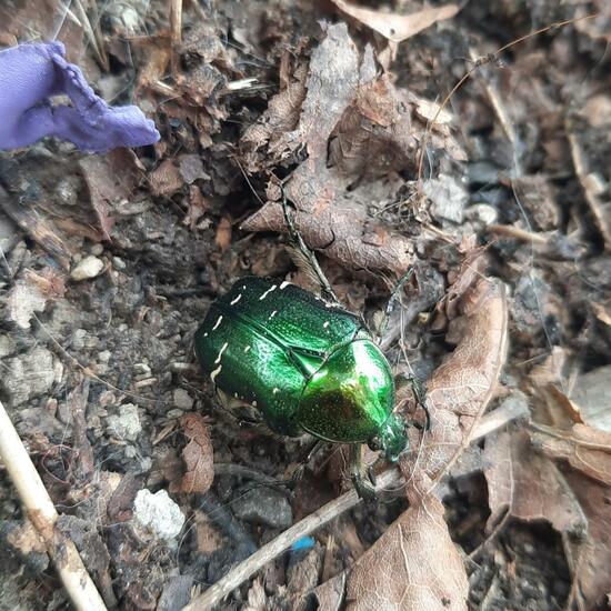 Goldglänzender Rosenkäfer: Tier im Habitat Stadt und Garten in der NatureSpots App