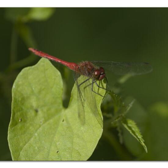 Blutrote Heidelibelle: Tier im Habitat Halb-natürliches Grasland in der NatureSpots App