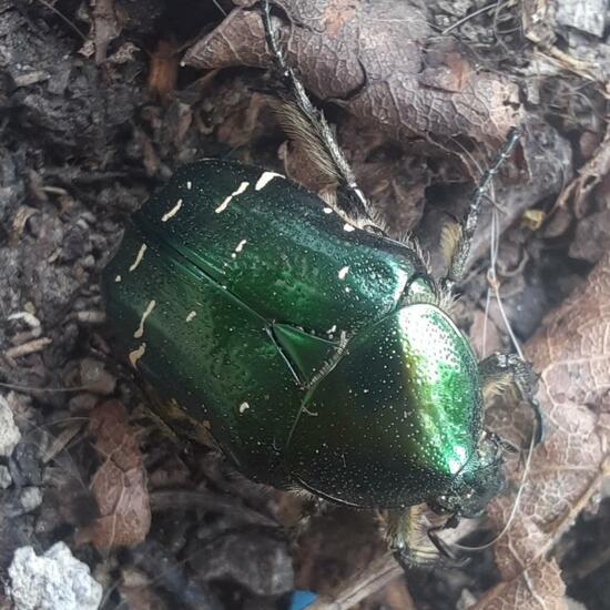 Goldglänzender Rosenkäfer: Tier im Habitat Stadt und Garten in der NatureSpots App