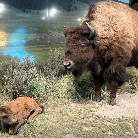 Amerikanischer Bison: Tier im Habitat Habitat manuell eingeben in der NatureSpots App