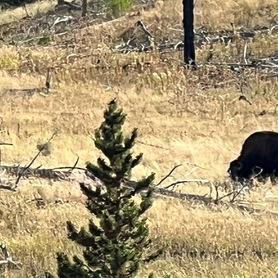 Amerikanischer Bison: Tier in der Natur in der NatureSpots App