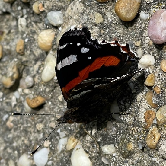 Admiral: Tier im Habitat Garten in der NatureSpots App