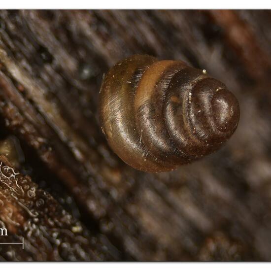 Genabelte Puppenschnecke: Tier im Habitat Garten in der NatureSpots App