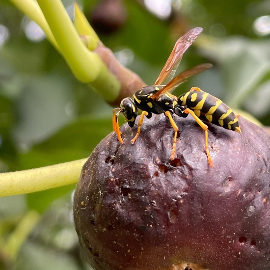 Haus-Feldwespe: Tier im Habitat Garten in der NatureSpots App