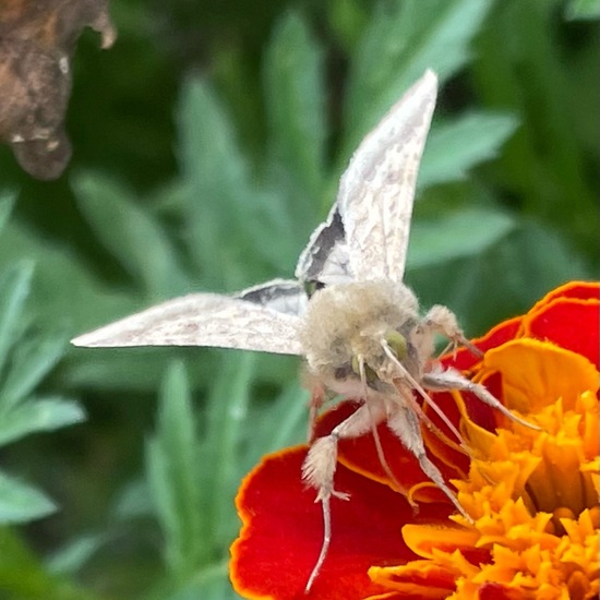 Baumwoll-Kapseleule: Tier im Habitat Garten in der NatureSpots App