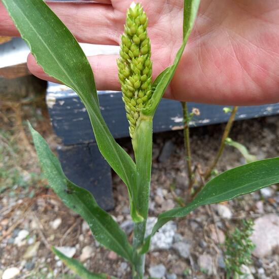 Sorghum bicolor subsp. verticilliflorum: Plant in nature in the NatureSpots App