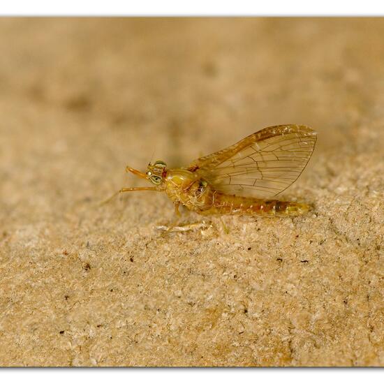 Cloeon dipterum: Tier im Habitat Garten in der NatureSpots App