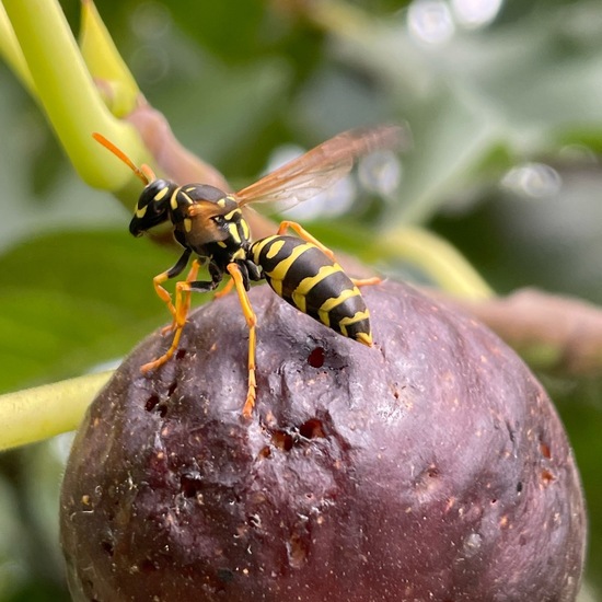 Haus-Feldwespe: Tier im Habitat Garten in der NatureSpots App