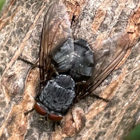 Fleischfliegen: Tier im Habitat Garten in der NatureSpots App