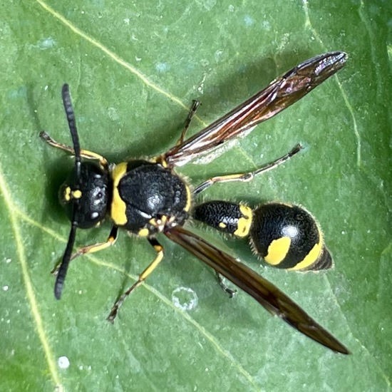 Töpferwespen: Tier im Habitat Garten in der NatureSpots App