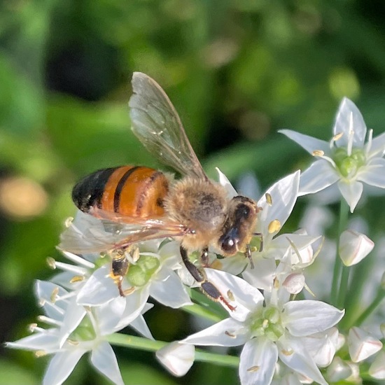 Westliche Honigbiene: Tier im Habitat Garten in der NatureSpots App