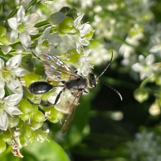 Stahlblauer Grillenjäger: Tier im Habitat Garten in der NatureSpots App