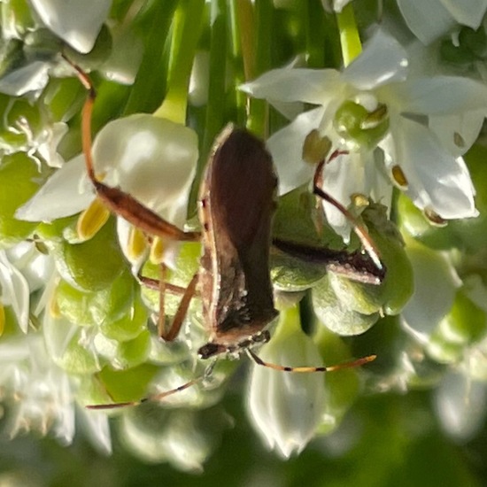 Alydus calcaratus: Tier im Habitat Garten in der NatureSpots App