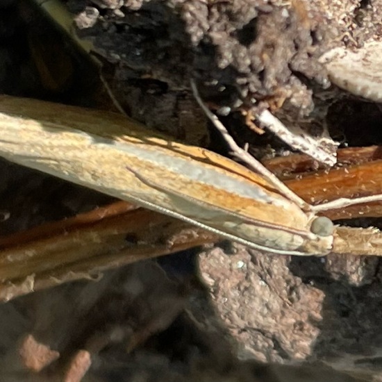 Agriphila tristella: Tier im Habitat Garten in der NatureSpots App