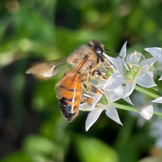 Westliche Honigbiene: Tier im Habitat Garten in der NatureSpots App