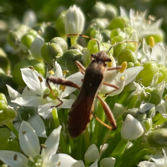 Alydus calcaratus: Tier im Habitat Garten in der NatureSpots App