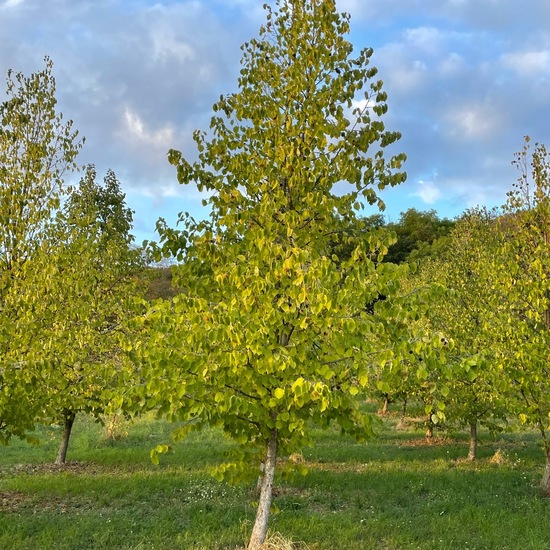 Baum-Hasel: Pflanze im Habitat Wald der gemäßigten Breiten in der NatureSpots App