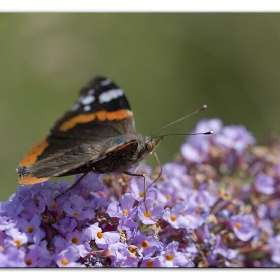 Admiral: Tier im Habitat Grasland und Büsche in der NatureSpots App