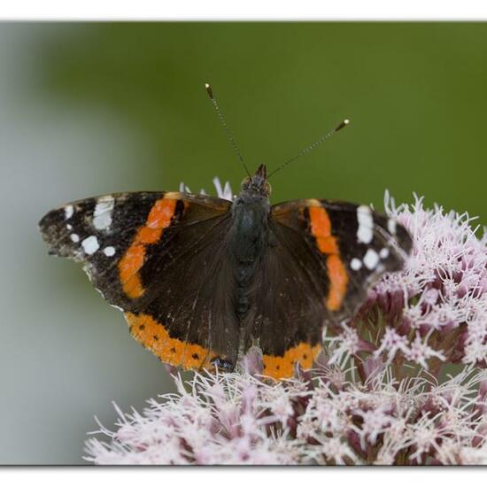 Admiral: Tier im Habitat Grasland und Büsche in der NatureSpots App