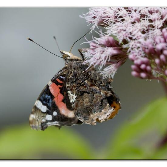 Admiral: Tier im Habitat Grasland und Büsche in der NatureSpots App