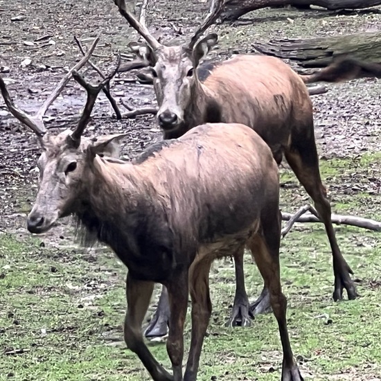 Elaphurus: Tier im Habitat Zoo/Gehege in der NatureSpots App