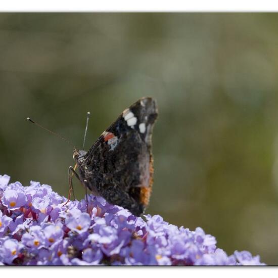 Admiral: Tier im Habitat Grasland und Büsche in der NatureSpots App