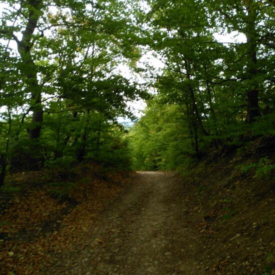 Landschaft: Wald im Habitat Wald der gemäßigten Breiten in der NatureSpots App