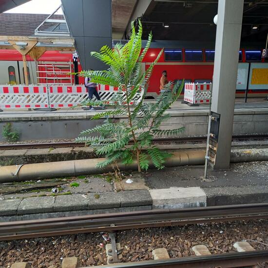 Götterbäume: Pflanze im Habitat Strasse/Verkehr in der NatureSpots App