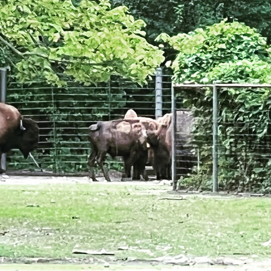 Amerikanischer Bison: Tier im Habitat Zoo/Gehege in der NatureSpots App